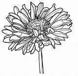 Drawing Line Zinnia Flowers Coloring Dahlia Flower Pages Drawings Bestcoloringpagesforkids Single Clipartmag Kids Yahoo Search Visit Choose Board Botanical Guardado sketch template