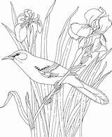 Iris Flower Tennessee State Coloring Bird Mockingbird Bluebonnet Pages Printable Birds Color Getcolorings Realistic Supercoloring sketch template