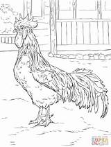 Coloring Rooster Leghorn Roosters Supercoloring Silkie Disegni Gallo Automne Coloringbay Rhode sketch template