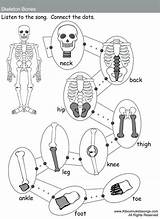 Skeletal sketch template