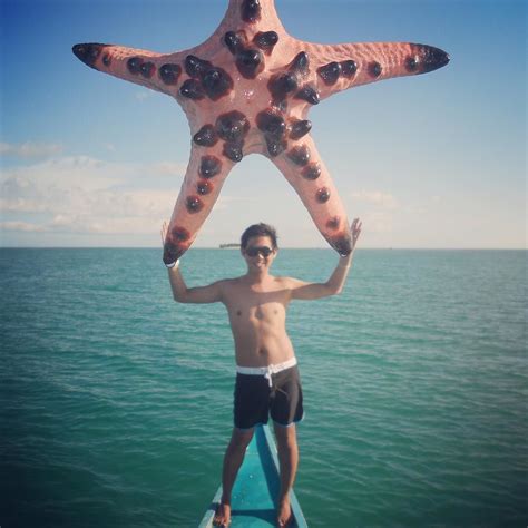 mickey limon  instagram   turns   biggest starfish