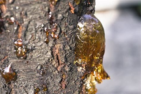 4 crazy off grid uses for pine sap our favorite no 2 off the grid