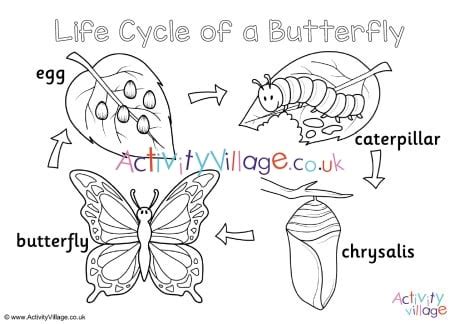 butterfly life cycle colouring page