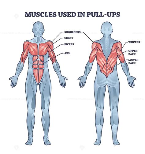 muscles   pull ups activity  anatomical body outline diagram