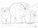 Polar Bear Coloring Pages Animals Cub Endangered Drawing Two Printable Cubs Getdrawings Color Print sketch template