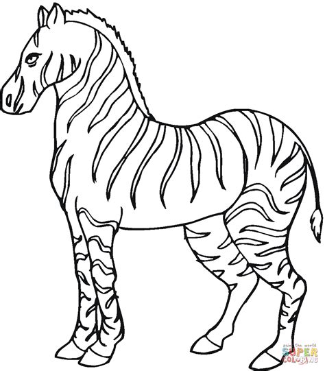 zebra  coloring page  printable coloring pages