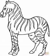 Zebra Drawing Coloring Line Pages Getdrawings sketch template