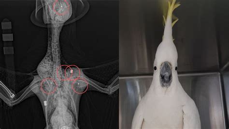 mr cocky the cockatoo survives being shot fives times in australia