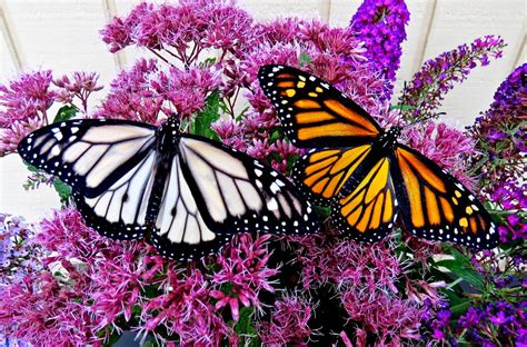 white monarch butterflies  raised  spring mills news sports jobs  express