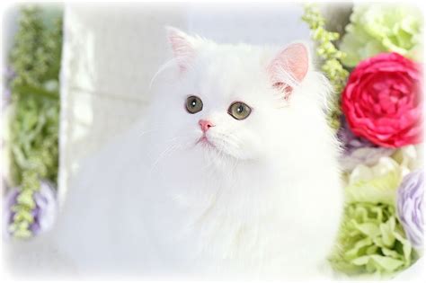 valentina solid white doll face persian kittens  sale miniature persian kittens luxury