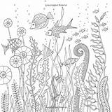Johanna Basford Lost Inky Zentangle Fisch Algen Unterwasserwelt Malen Reef Eulen Muscheln Bastelvorlagen Ausmalen Erwachsene Sketchite sketch template