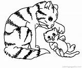 Kitten Coloring Pages Cute Printable Baby Everfreecoloring Online Cat sketch template