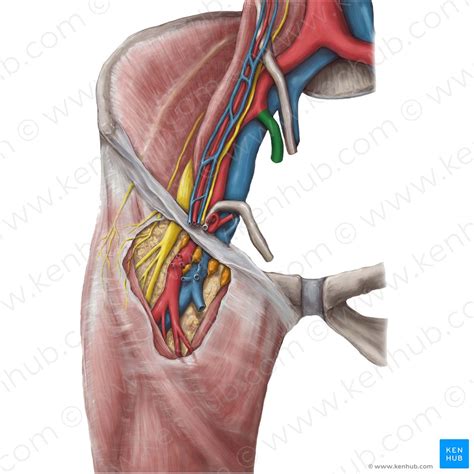 arteria iliaca communis anatomie verlauf aeste pavk kenhub