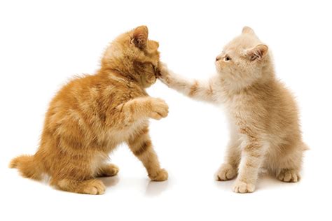 How To Stop A Cat Fight And Why They Happen Catster