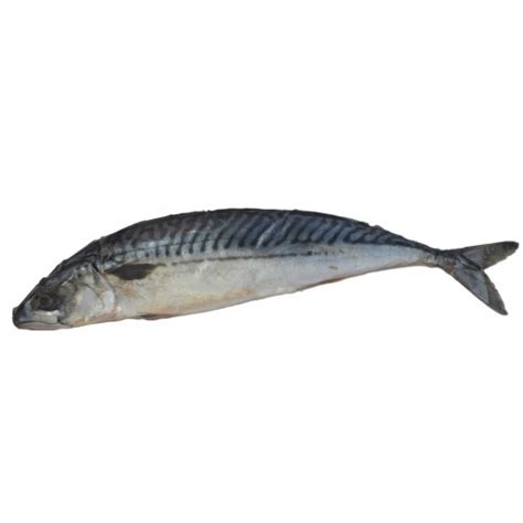 salt mackerel  head