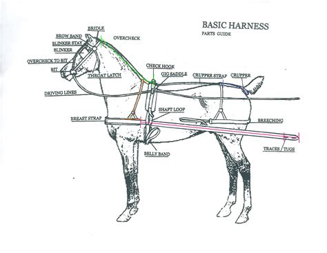 pin  pablo amenabar  coches  caballos horse harness horses harness