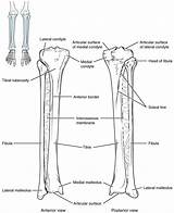 Tibia Fibula Bones Lower Bone Leg Limb Medial Located Anatomy Right Anterior Weight Side Lateral Human Left Bearing Larger Figure sketch template