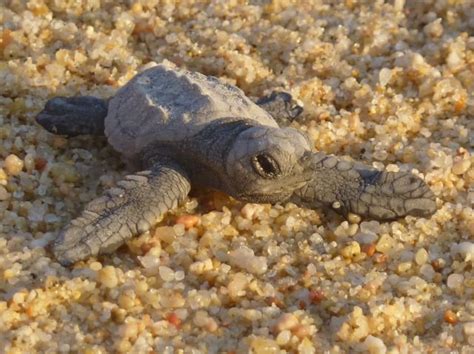 portrait   hatchling