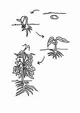 Plant Bean Coloring Growing Plants Lifecycle Cycle Life Clipart Grow Library Popular Sketch sketch template