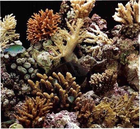 gallon gulf  mexico patch reef reef aquariums