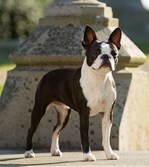 boston terrier breeds     kennel club