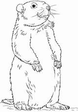 Groundhog Coloring Pages Printable Drawing Clipart Groundhogs Draw Standing Sheets Color Colouring Drawings Clip Marmota Google sketch template
