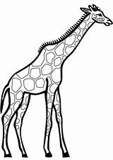 Giraffe Coloring Pages Drawing Printable Giraffes Line Cartoon Head Girafa Para Colorir Desenho Clipart Cliparts Desenhos Kids Dot Categories Paper sketch template