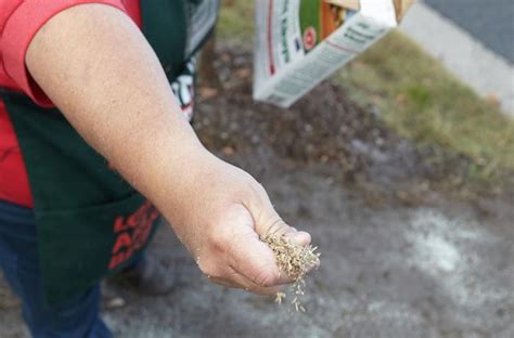 How To Grow Grass From Seed Bunnings Australia