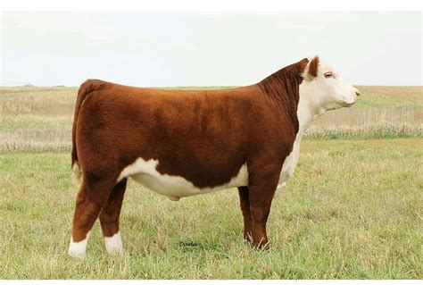hereford show  sale