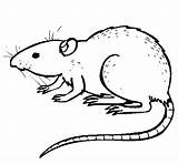 Rat Coloring Underground Pages Drawing Animals Coloringcrew Getdrawings Line sketch template