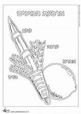 Sukkot Coloring Pages Lulav Printable Etrog סוכות History Kids צ�יעה Rosh Mystery Getcolorings Getdrawings Lesson Hashanah Choose Board Crafts Il sketch template