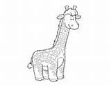 Giraffe Coloring Afican Coloringcrew sketch template