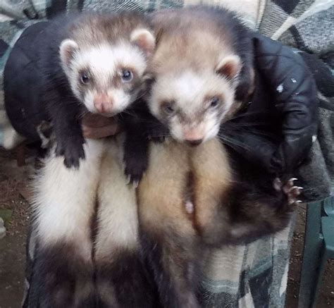 thirty ferrets stolen from harrietsham ferret rescue