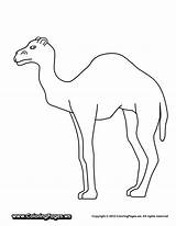 Coloring Caravan Camel Popular Library Codes Insertion sketch template