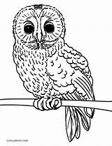 Owl Coloring Pages Baby Cute Printable Realistic Print Owls Color Kids Cool2bkids Template Getcolorings Pa sketch template