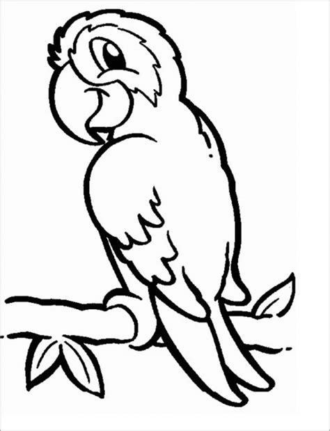 african grey parrot coloring page coloringbay