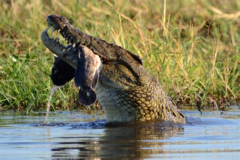Chobe National Park Safaris Tours And Budget Packages To