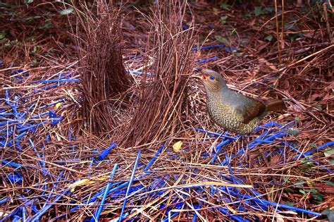 blue bloods  satin bowerbird birds  backyards