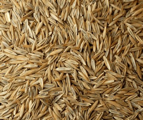 grass seed kerr supply company