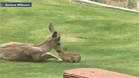 Washington Woman Captures Real Life ‘bambi Moment In Cute Video Fox News
