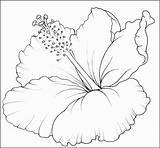 Flower Coloring Hawaiian Hibiscus Pages Plants Printable Template Flowers Kids Tropical Drawing Tattoo Flores Desenhos Para Sampletemplatess Desenho Flor Br sketch template
