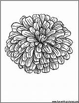 Zinnia Coloring Flower Pages Sheets Zinnias Flowers Tattoo Skull Printable Sheet Colouring Da Choose Board Kids sketch template