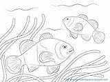 Clownfish Mewarnai Anak Clown Tk Coloringbay Paud Nemo sketch template