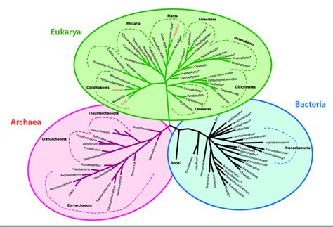tree  life including archaea bacteria  eukarya