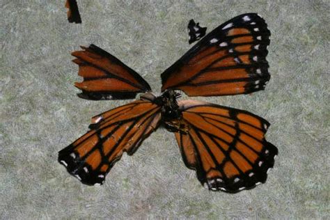 Reconstructed Viceroy Butterfly The Backyard Arthropod