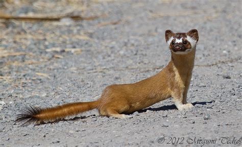 long tailed weasel coyote hills regional park fremont  flickr