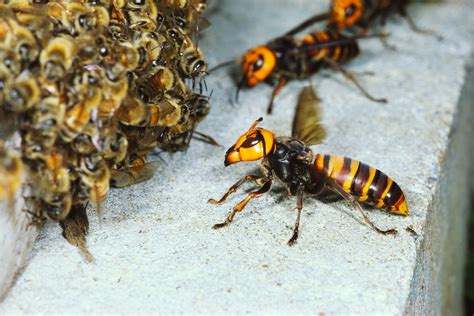 absurd creature   week  huge bee decapitating hornet   survive group hugs wired