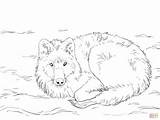 Ausmalbilder Polarwolf Schnee Loup Louveteau Ausmalen Malvorlagen Supercoloring Liegt Arctique Montagne Neige Couché Colorier Zeichnen sketch template