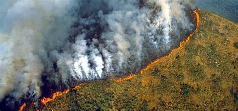 amazon forest fireas fires consume  amazon rainforest heres