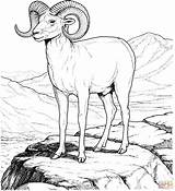 Sheep Coloring Bighorn Pages Mountain Rocky Printable Dall Drawing Colorado Animal Color Kids Supercoloring Print Colouring Books Adult Sheets Search sketch template